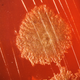 Image for article titled The Two Men (And the One Dinner) That Uncovered the Cause of Botulism